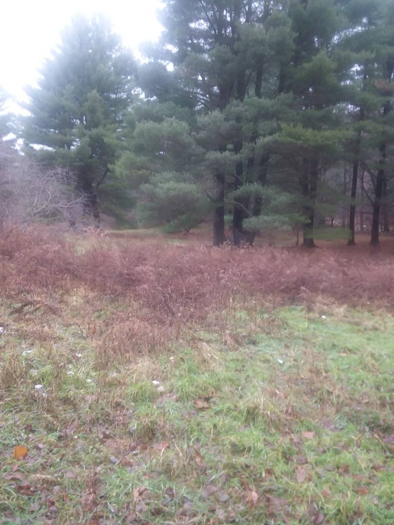 NICE LYING 1.46 ACRE CAMP LOT between DuBois & Penfield, PA