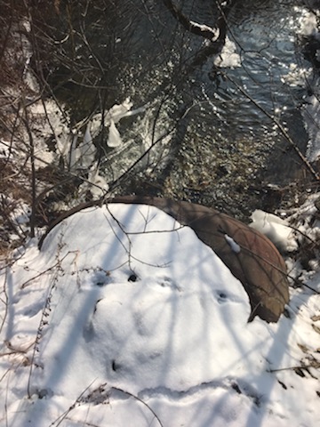 NICE LYING 1.46 ACRE CAMP LOT between DuBois & Penfield, PA