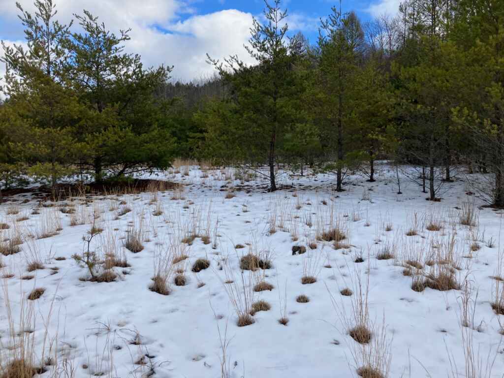 OWNER FINANCES: CLARION COUNTY- 7.4 ACRES FOR SALE (NEAR SLIGO, PA)