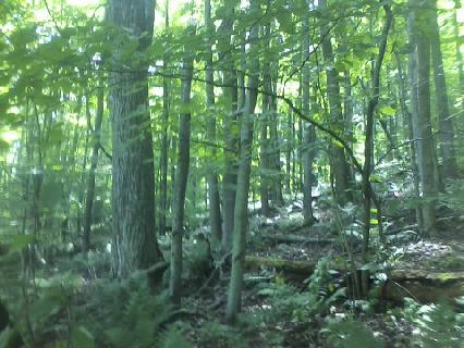 AVAILABLE NOW! OWNER WILL FINANCE – BEAUTIFUL 59.65 ACRES IN TYLER – HUSTON TOWNSHIP, CLEARFIELD COUNTY