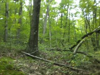 AVAILABLE NOW! OWNER WILL FINANCE – BEAUTIFUL 59.65 ACRES IN TYLER – HUSTON TOWNSHIP, CLEARFIELD COUNTY