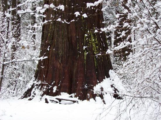 AVAILABLE NOW! OWNER WILL FINANCE – BEAUTIFUL 59.65 ACRES IN TYLER – HUSTON TOWNSHIP, CLEARFIELD COUNTY