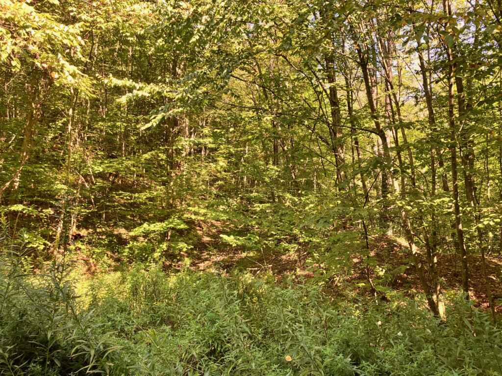 AVAILABLE NOW! OWNER WILL FINANCE – BEAUTIFUL 59.65 ACRES IN TYLER – HUSTON TOWNSHIP, CLEARFIELD COUNTY