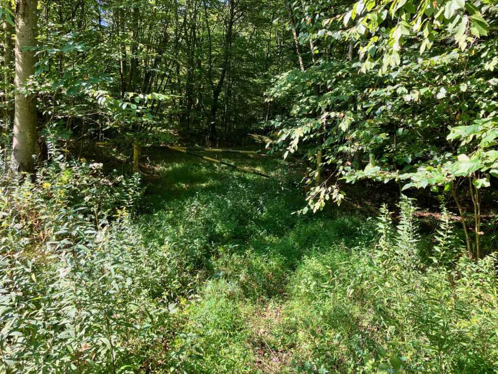 AVAILABLE NOW! OWNER WILL FINANCE – BEAUTIFUL 59.65 ACRES IN TYLER – HUSTON TOWNSHIP, CLEARFIELD COUNTY