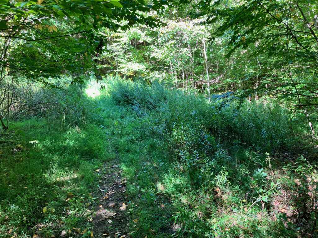 AVAILABLE NOW! OWNER WILL FINANCE – BEAUTIFUL 59.65 ACRES IN TYLER – HUSTON TOWNSHIP, CLEARFIELD COUNTY